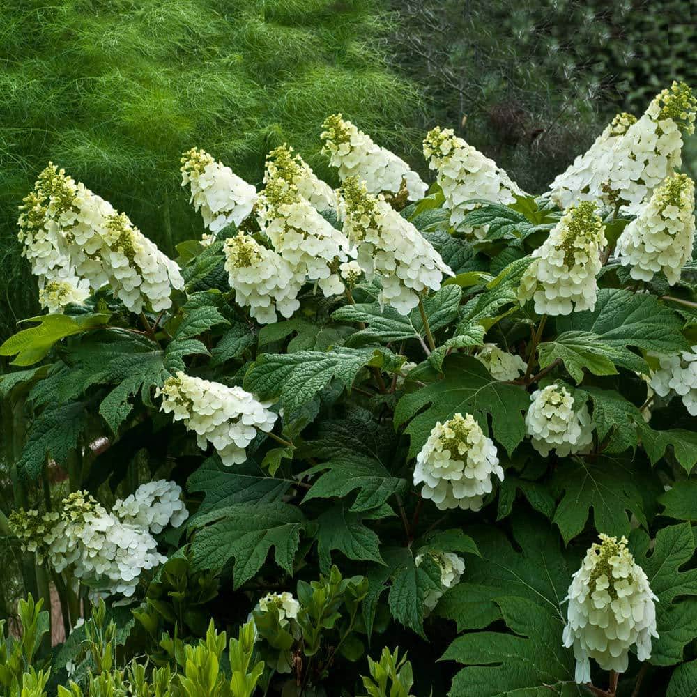 Alice’ Hydrangea quercifolia