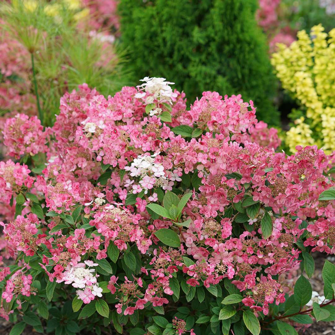 ‘Quick Fire’ Hydrangea paniculata