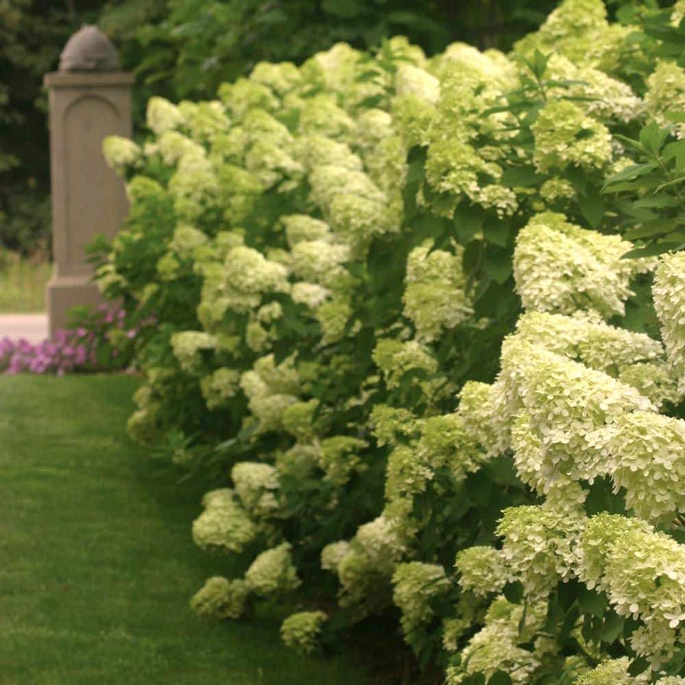 ‘Limelight’ Hydrangea paniculata