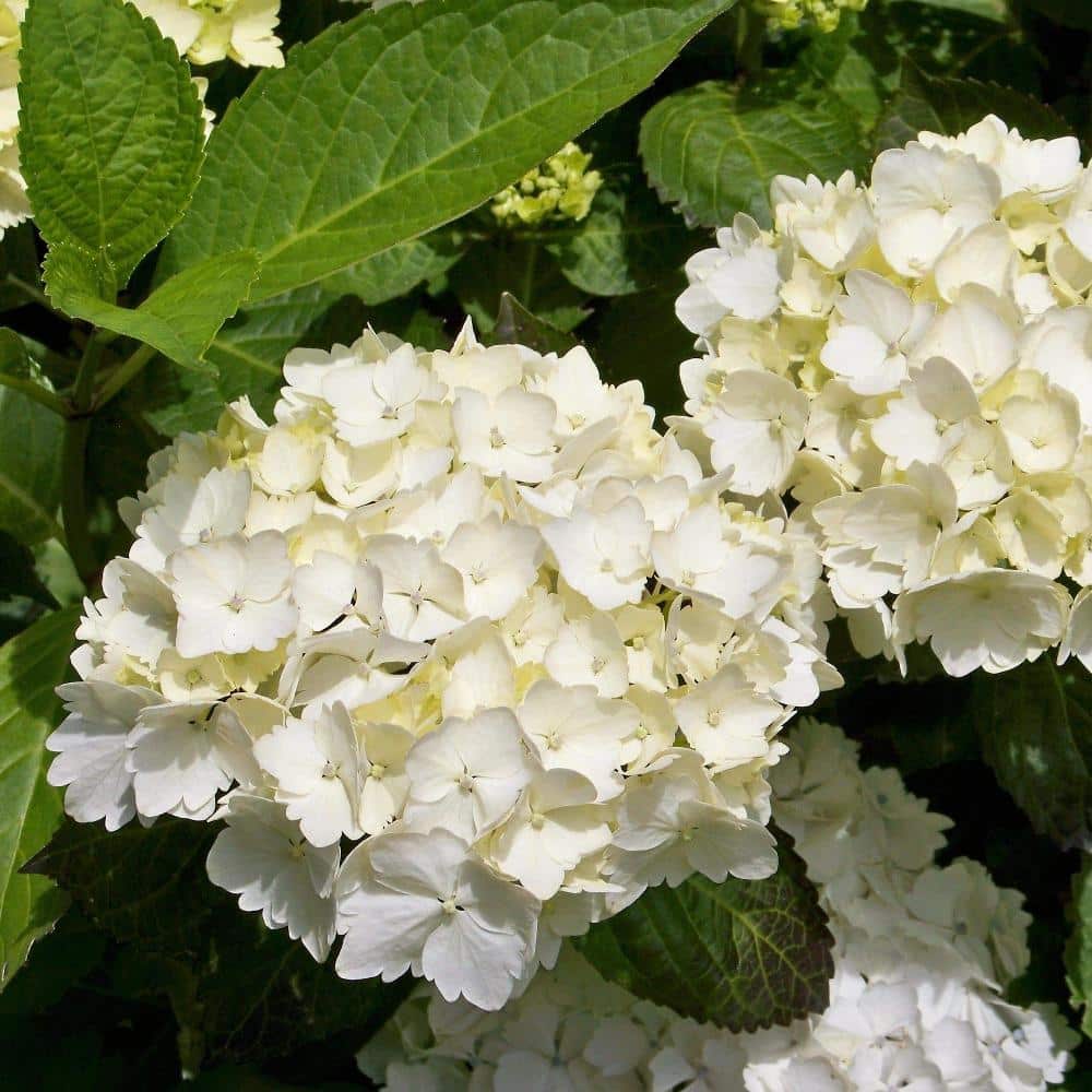 endless summer blushing bride hydrangea