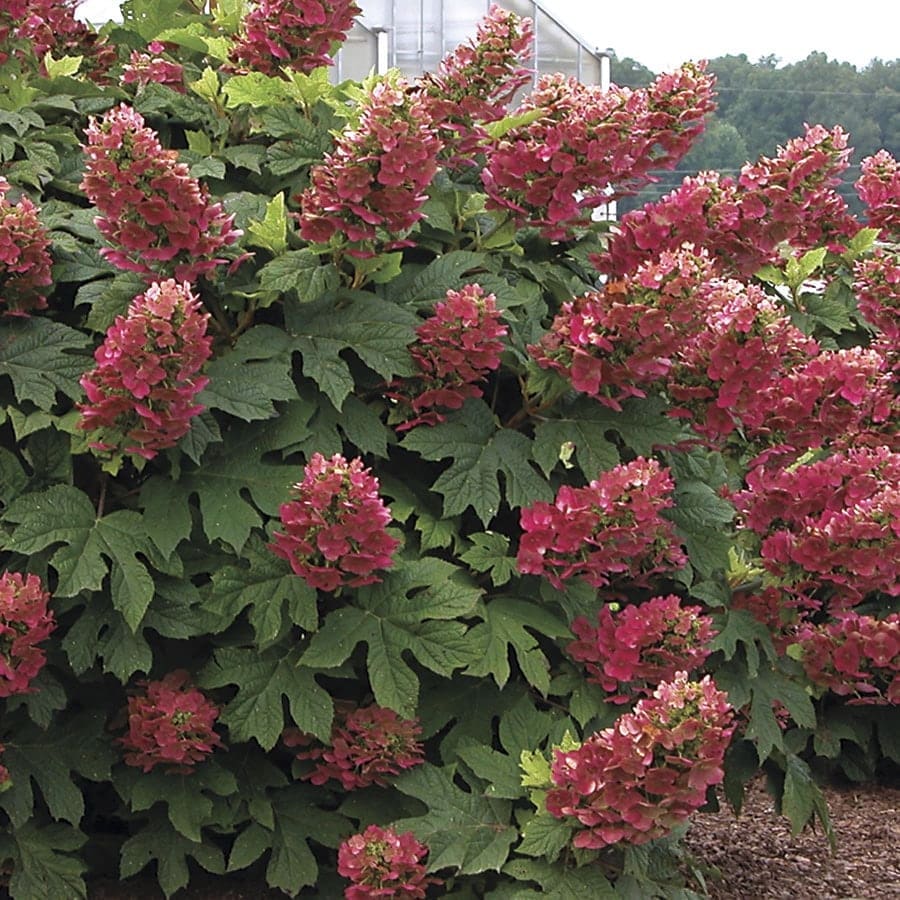 ‘Ruby Slippers’ Hydrangea quercifolia