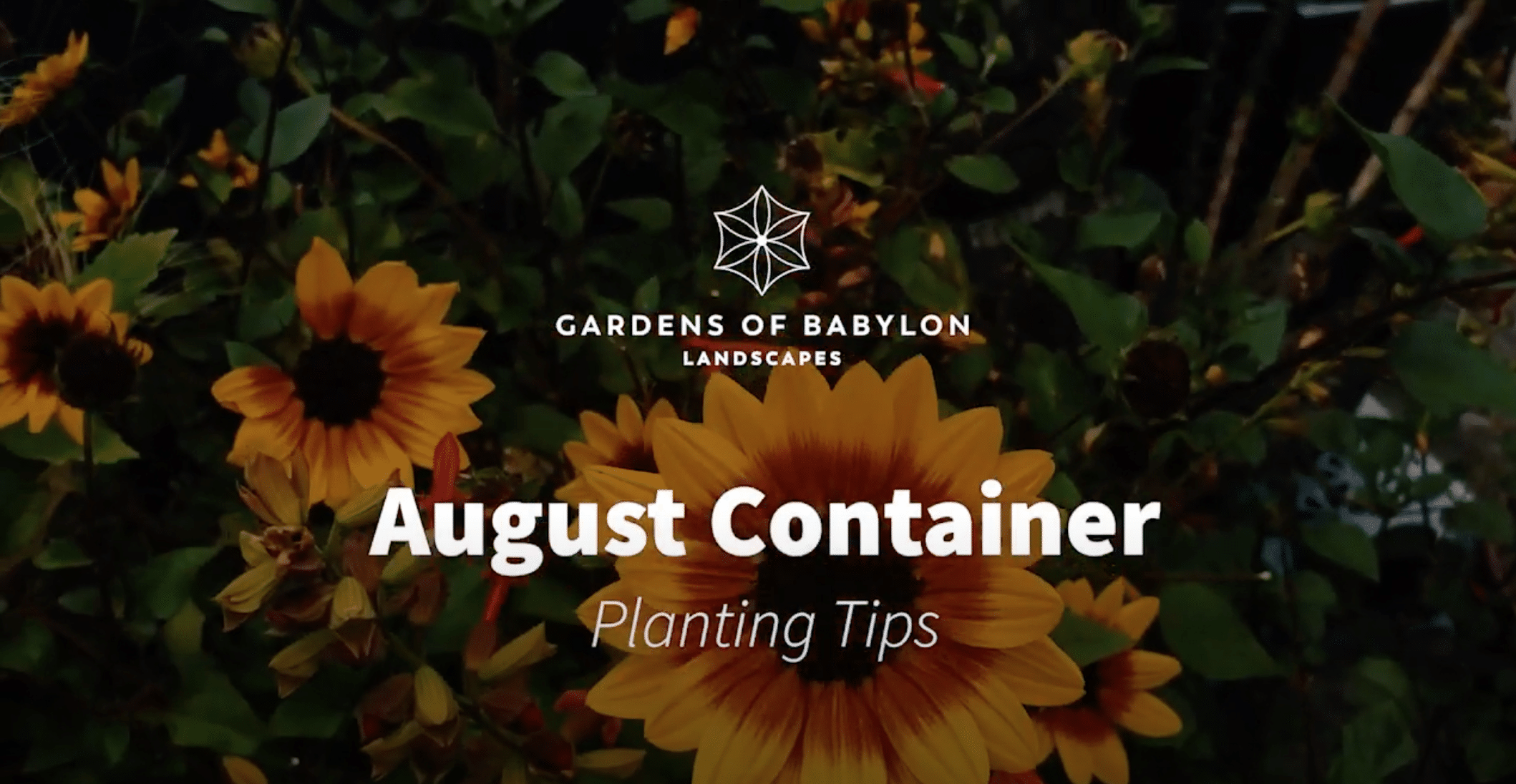 August Container Tips August Container Tips