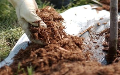 February Landscaping Tips