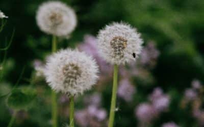 May Landscaping Tips