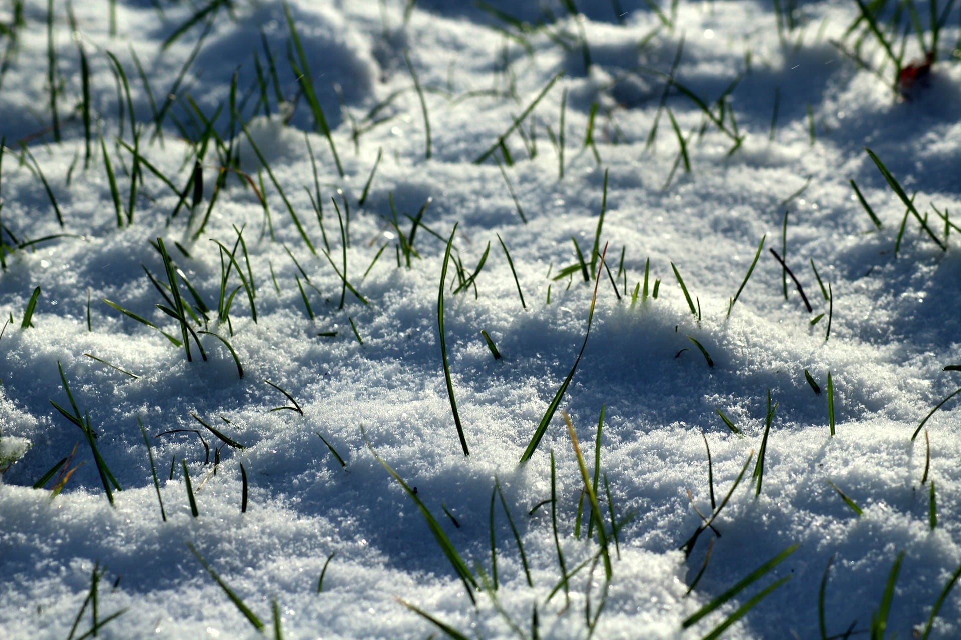 Snow on grass Snow on grass