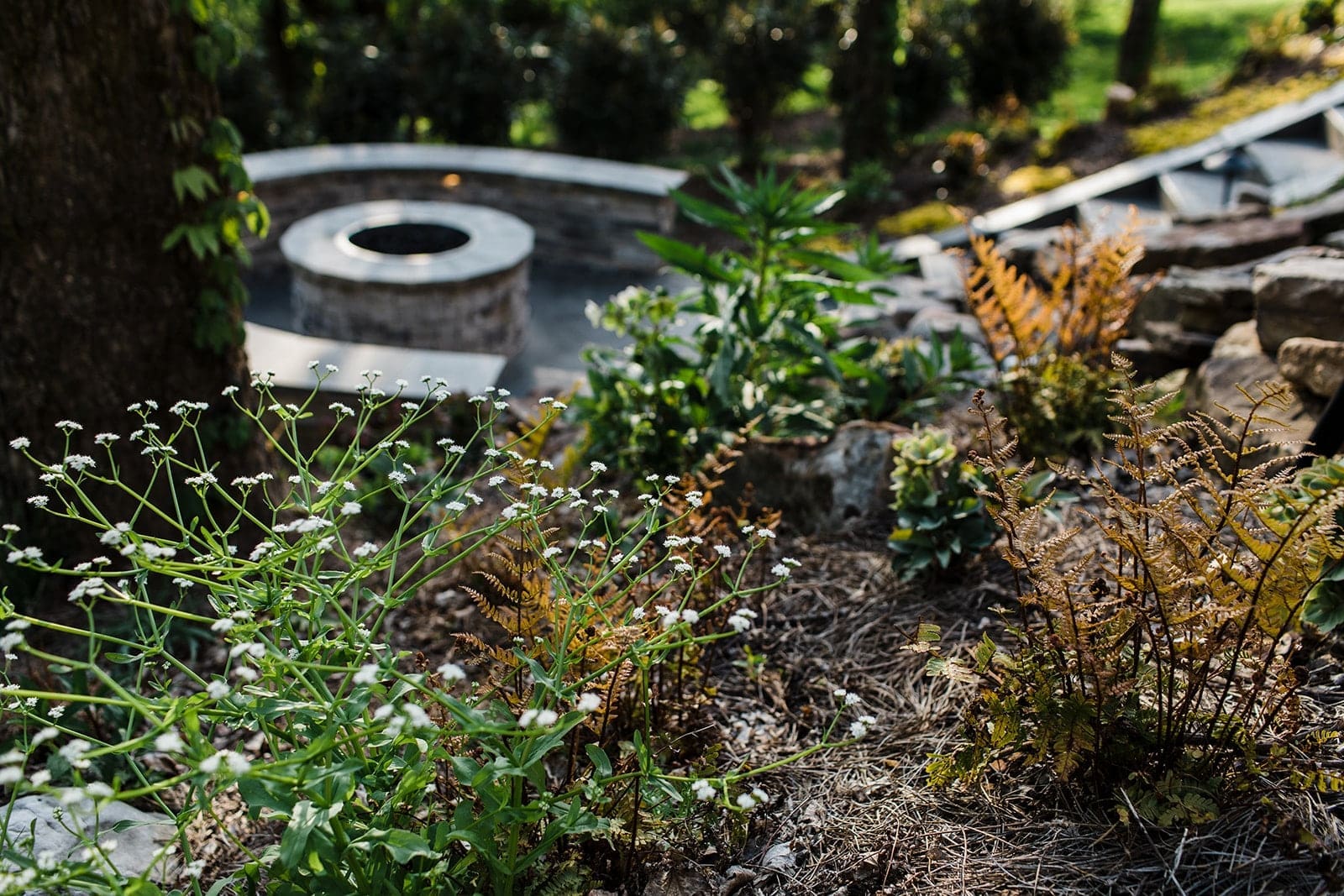 Flowering plants Flowering plants