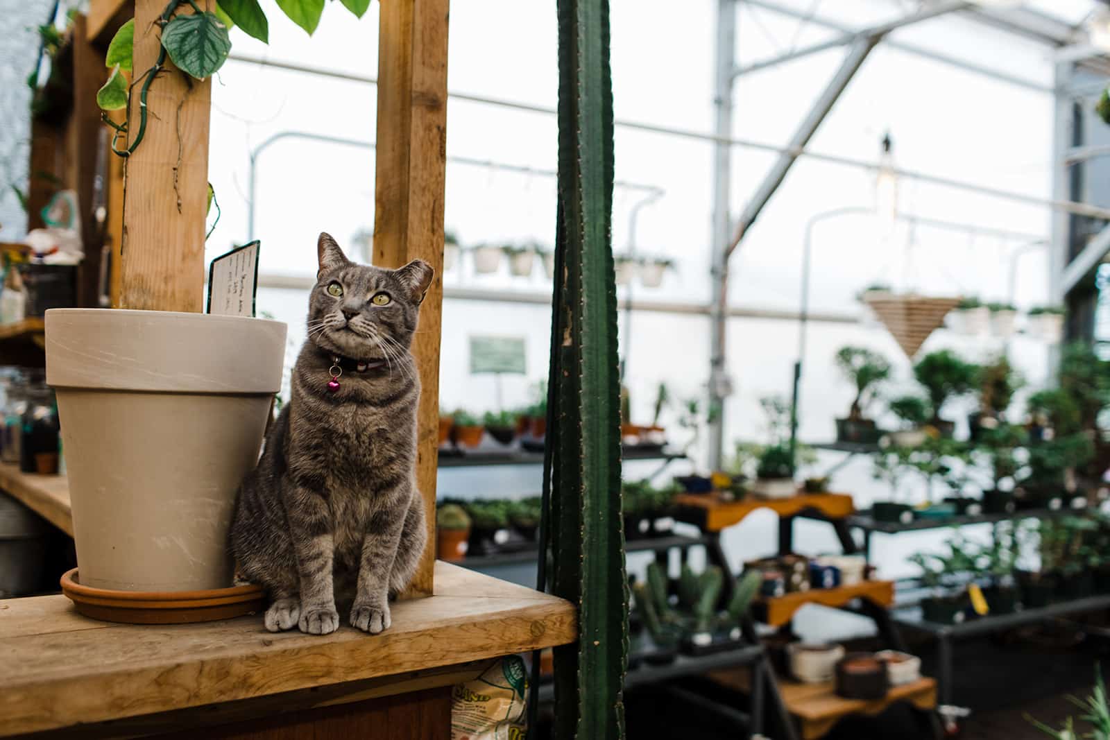 Cats and plants