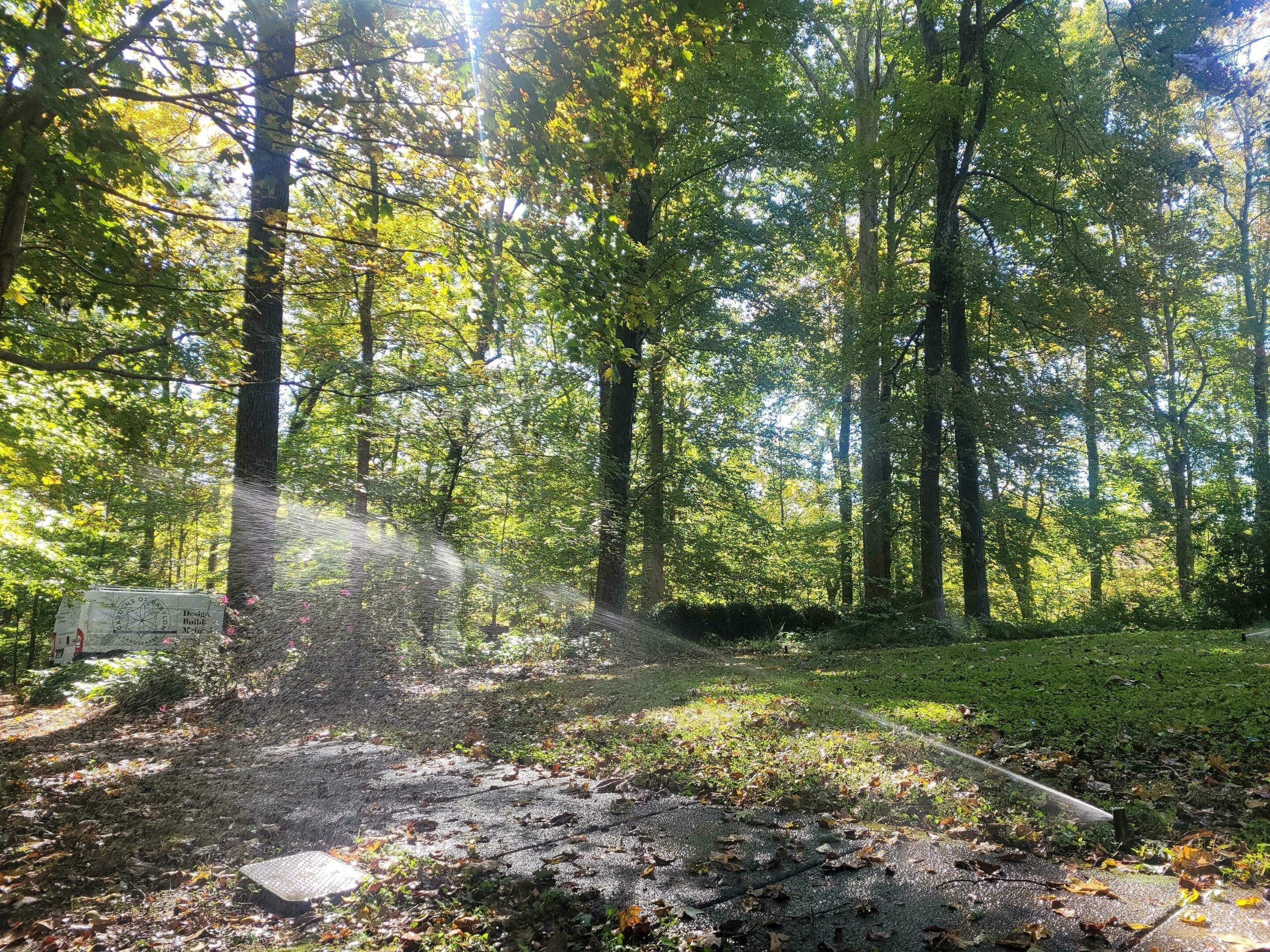 Sprinkler watering the plants