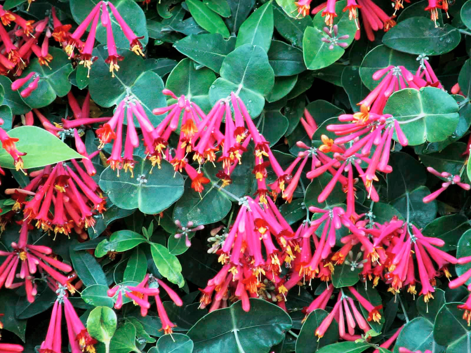 Coral honeysuckle flower