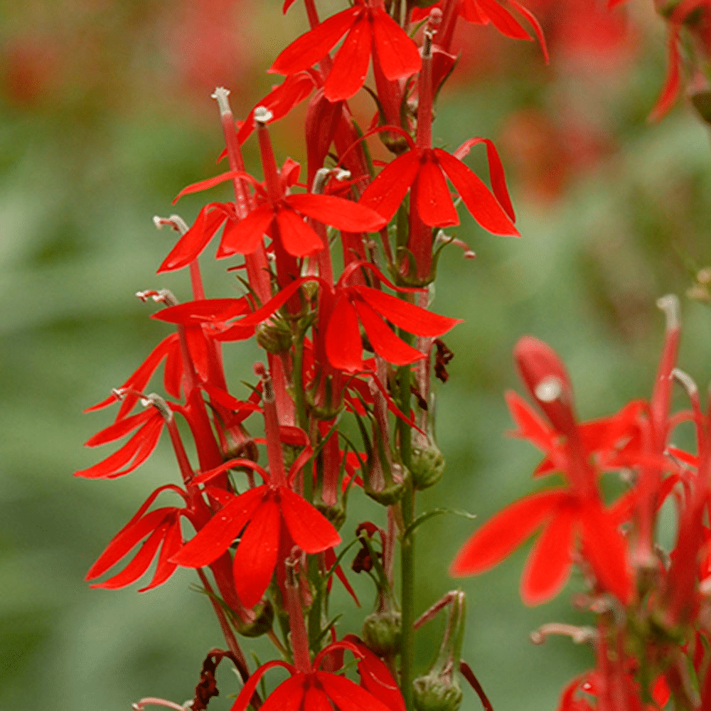 Cardinal flower