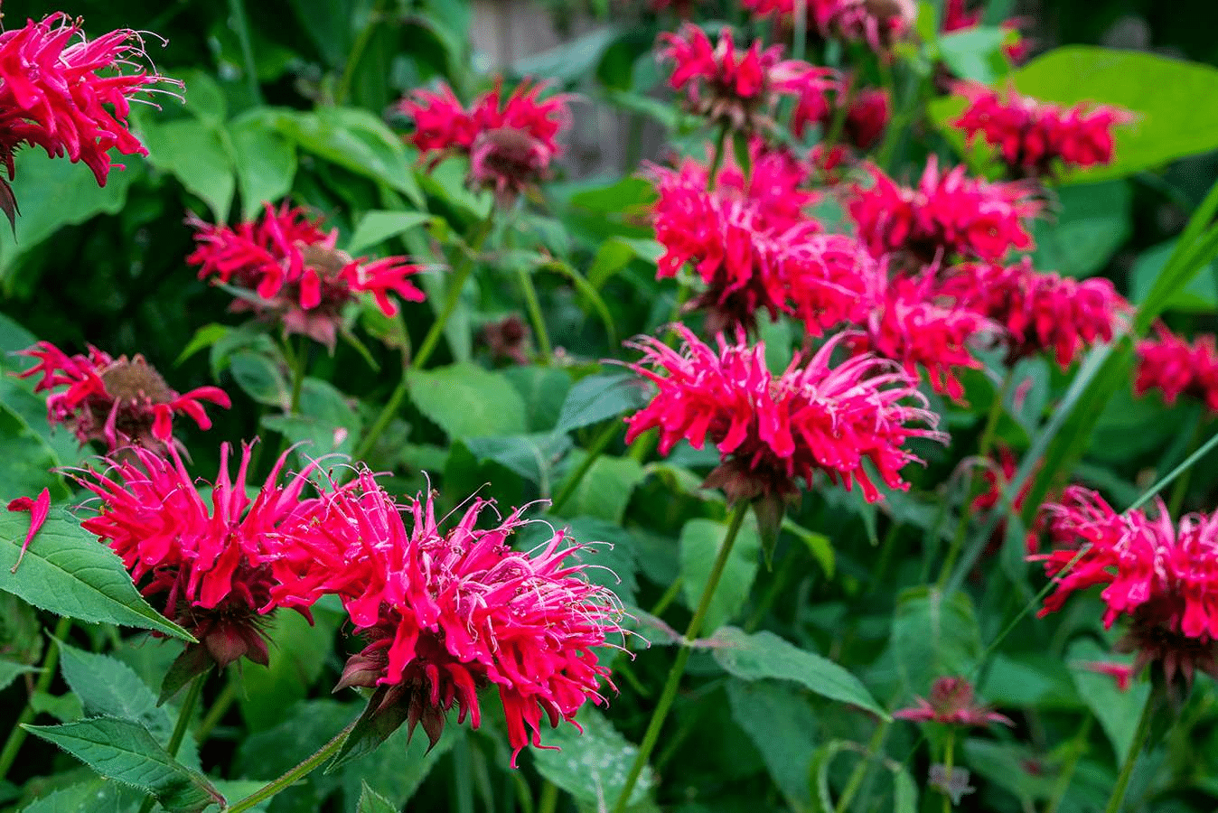 Bee Balm flower