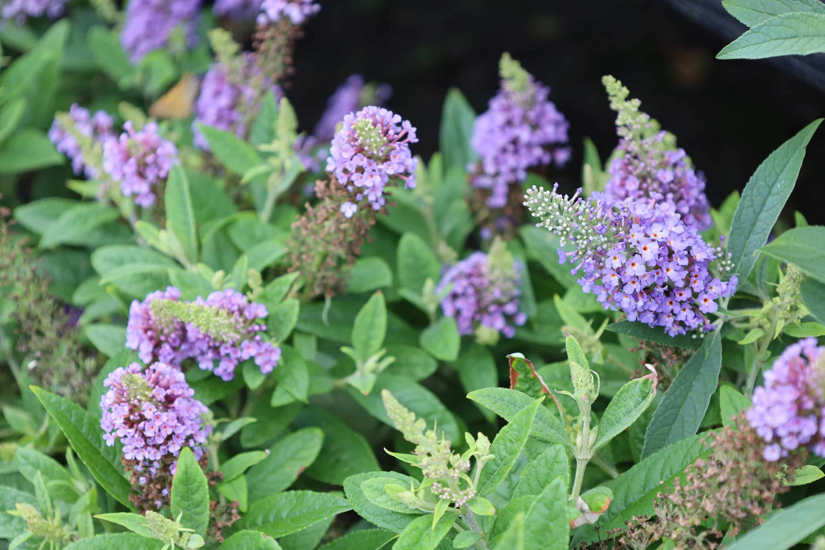 Butterfly bush flower