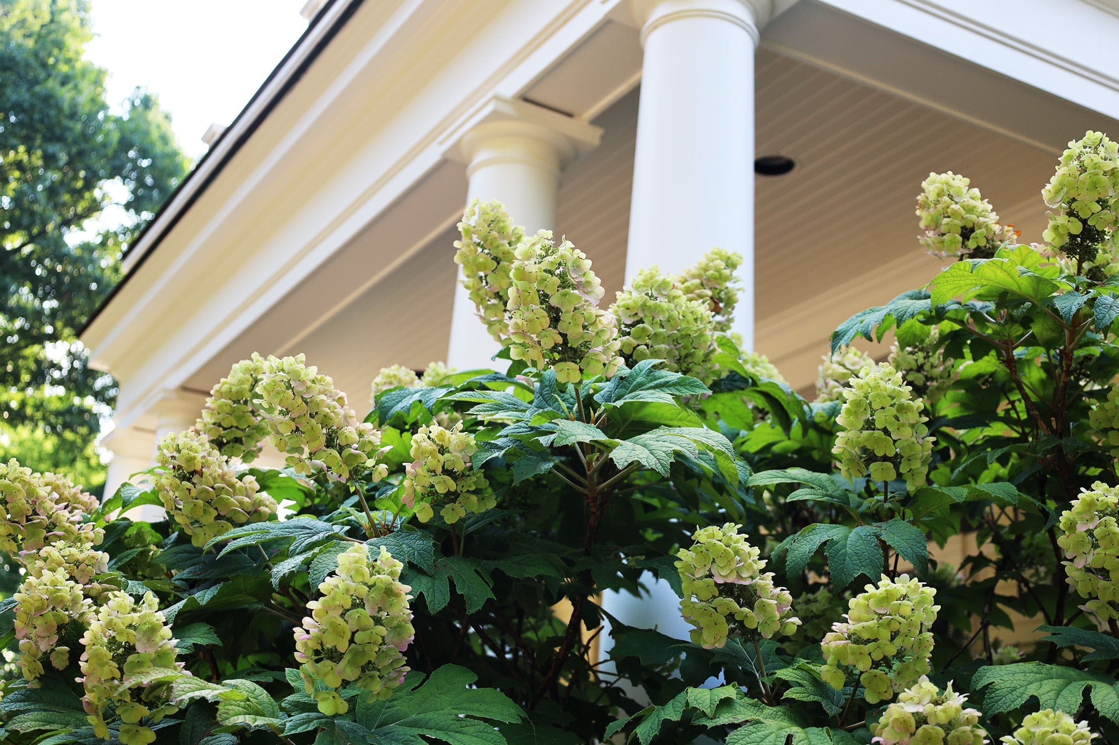 Oakleaf hydrangea in a garden