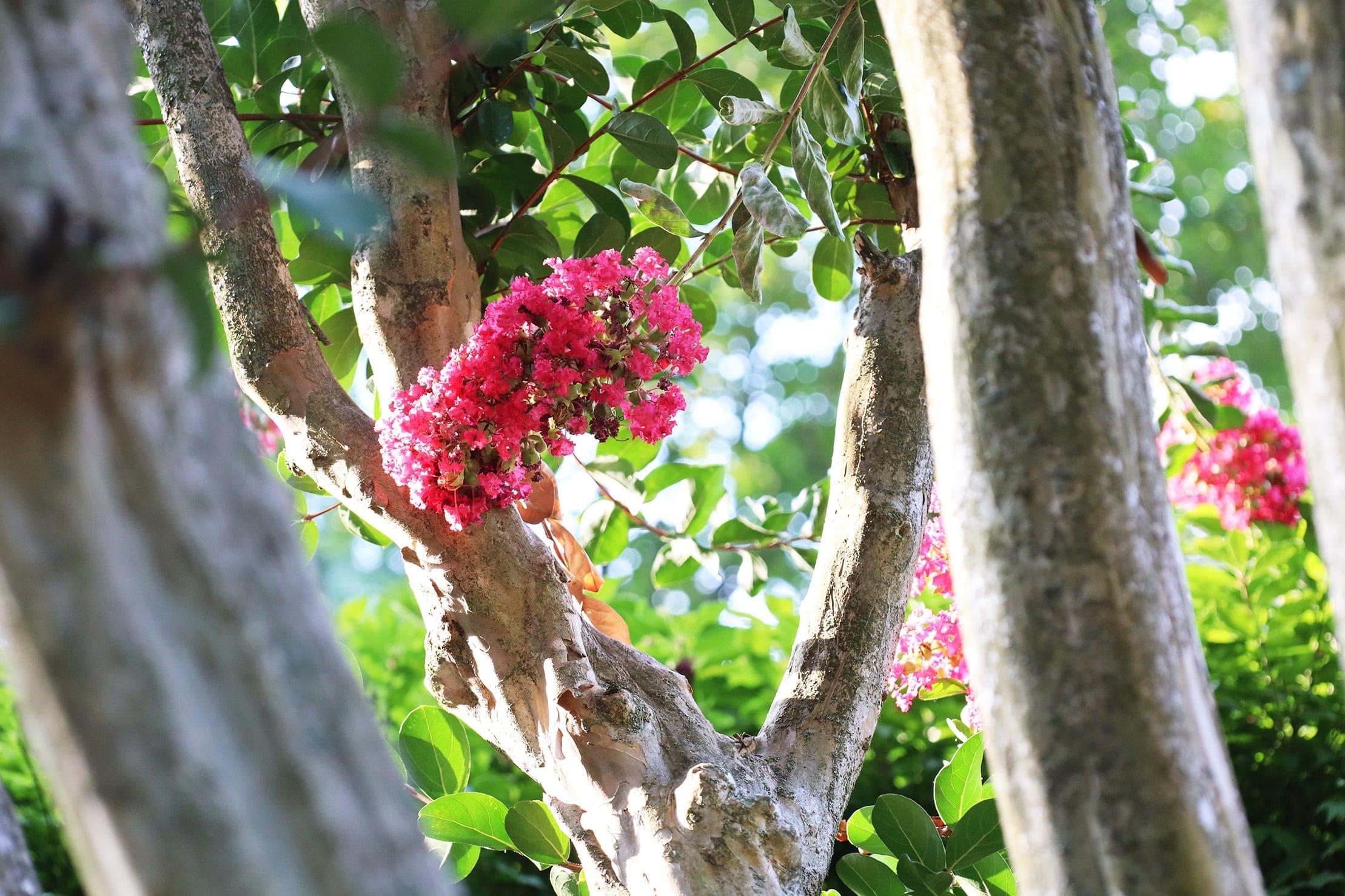 Crepe myrtle on a branch