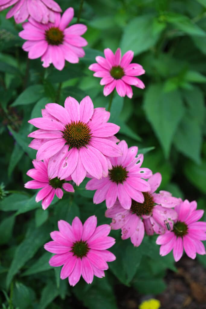 drought tolerant plant for xeriscaping