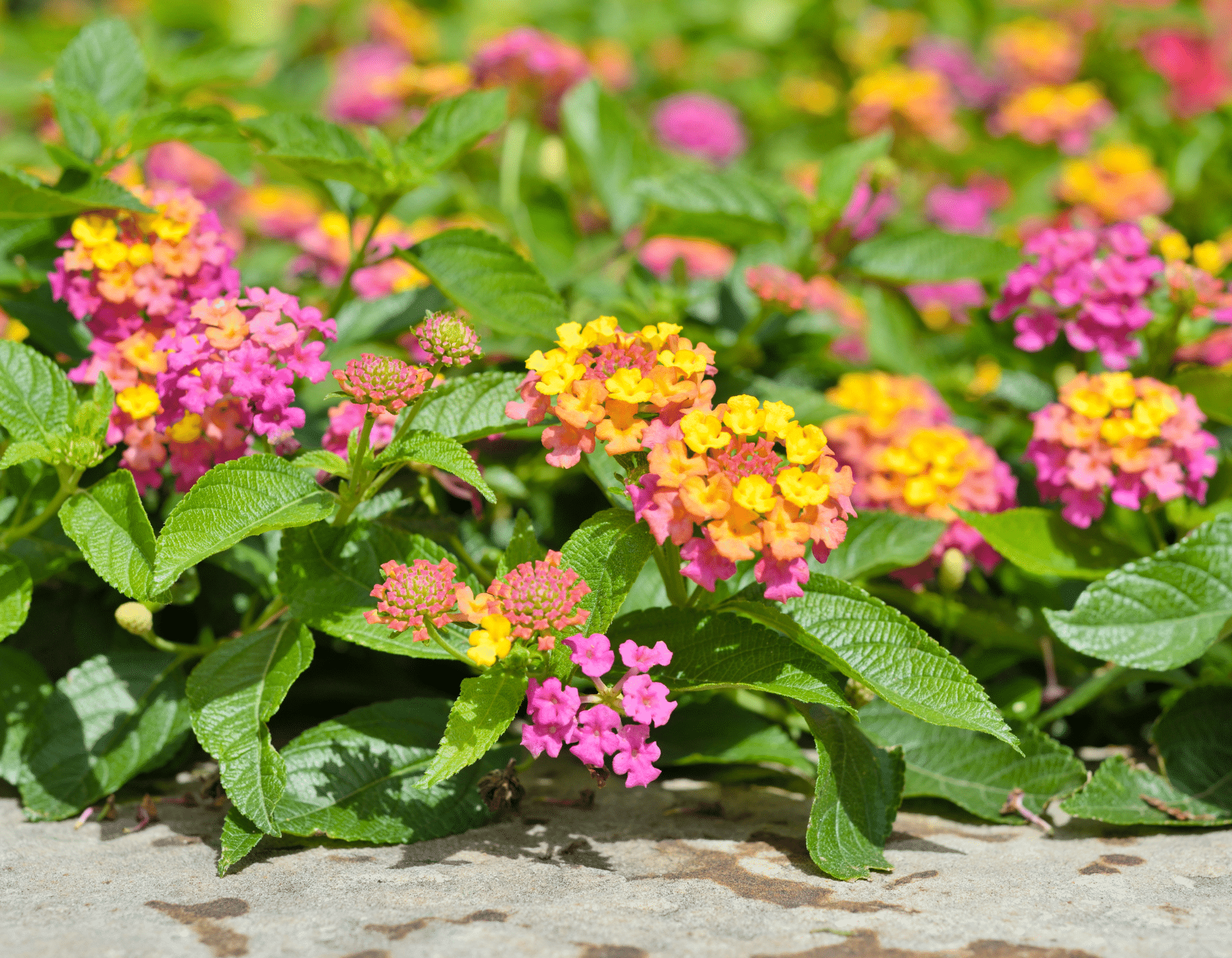 Lantana plant with flowers