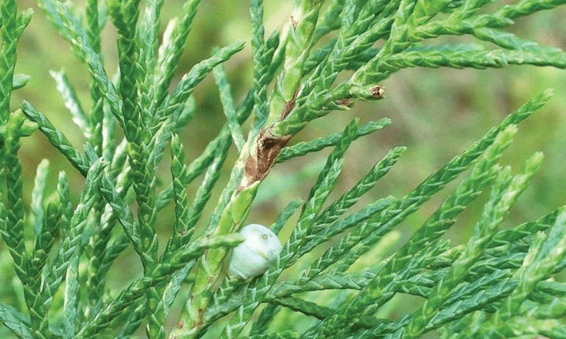 Eastern Redcedar