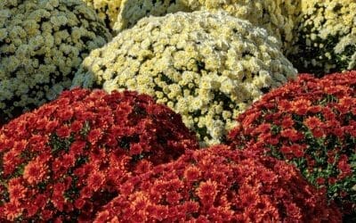 How to Care for Mums