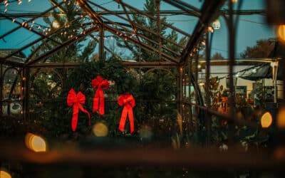 How to Care for Your Holiday Plants