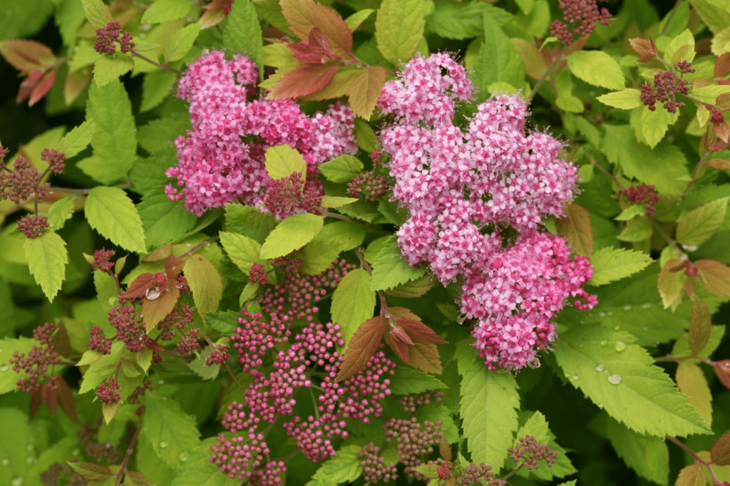 spirea
