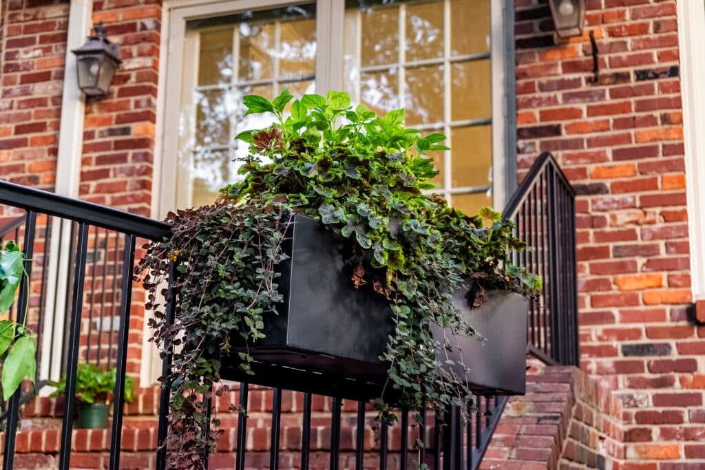 another hanging plants