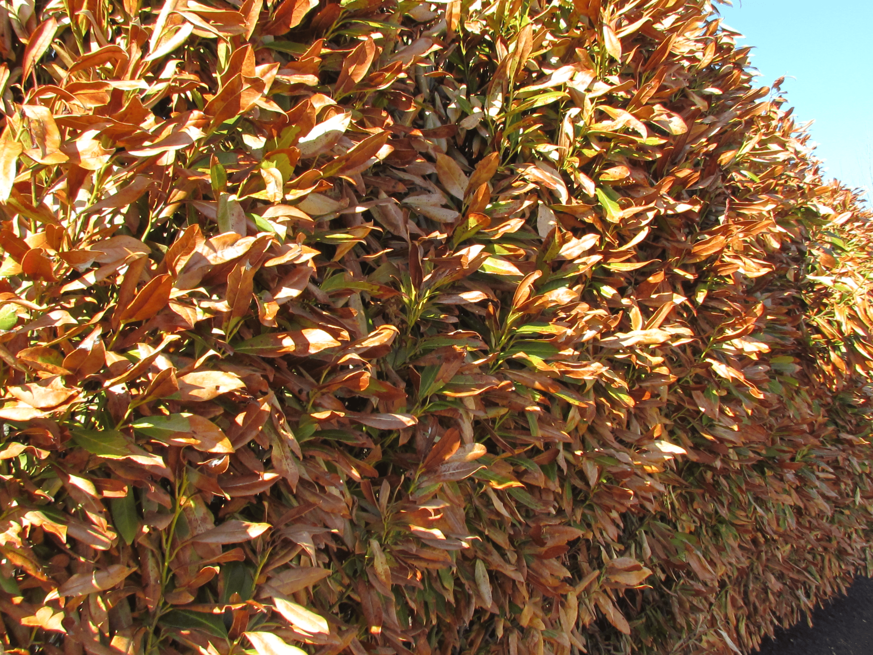 Tough-Winter-for-Skip-Laurels-002