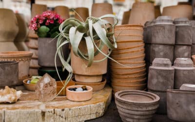 How Do You Take Care of Airplants?