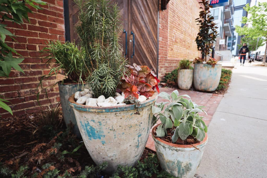 potted outdoor plant