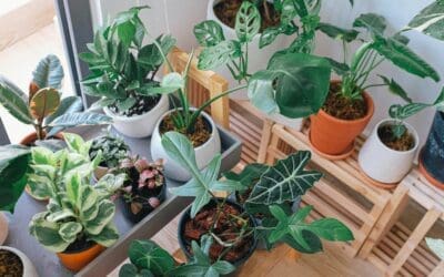 Time to Bring Houseplants Indoors: 5 Steps to Follow
