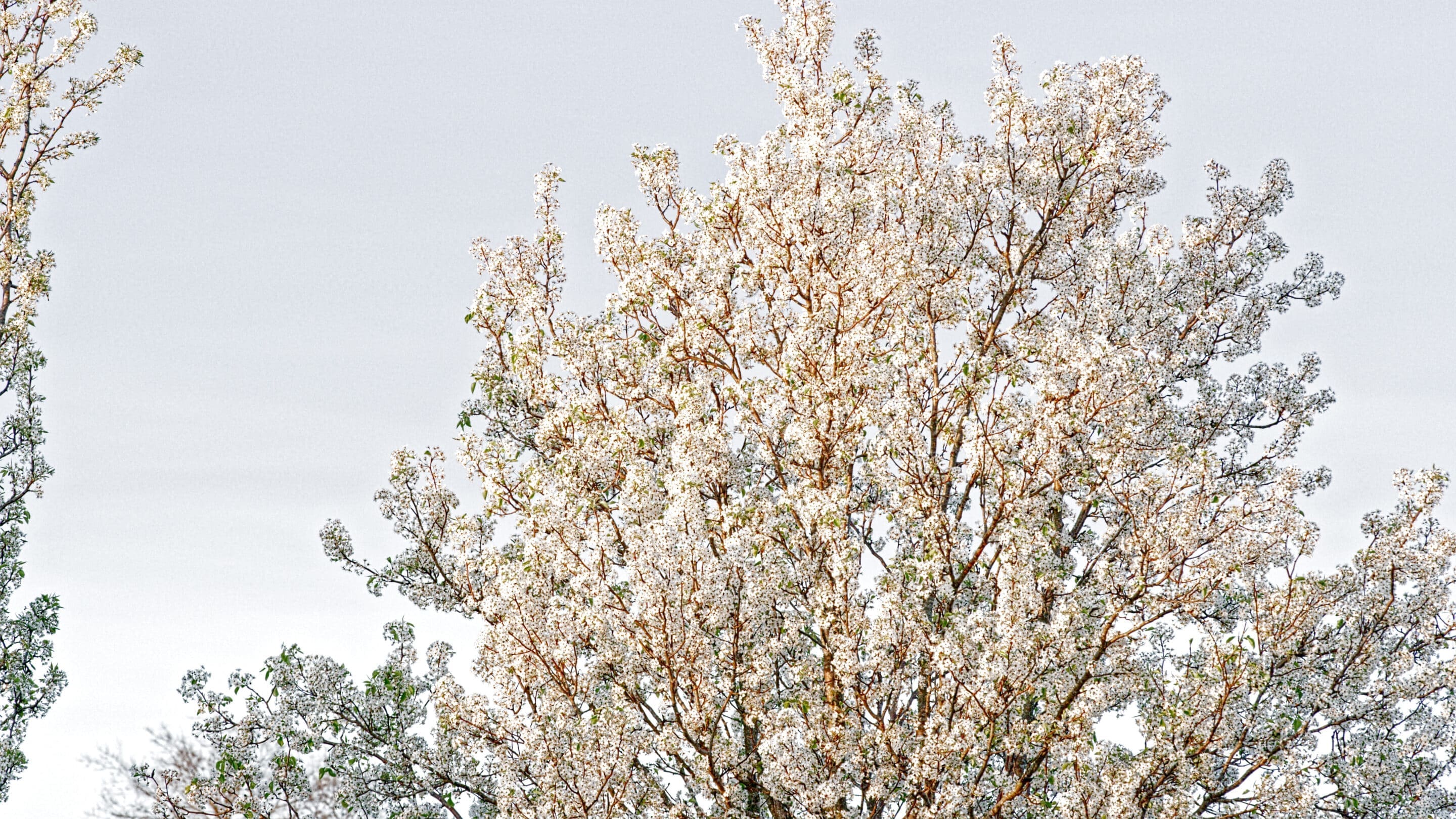 Nashville Dogwood Tree with a bounty of Blooms