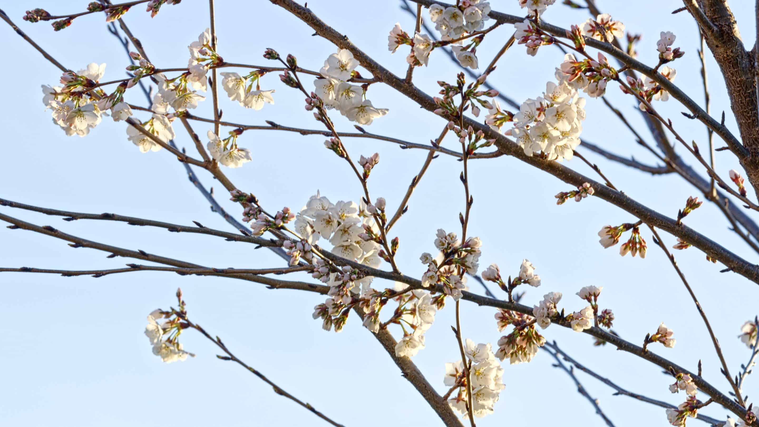Nashville cherry blossoms on Yoshino cherry tree,