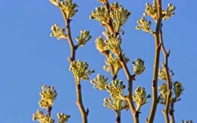 The Signs of Spring Are Blooming All Around Us