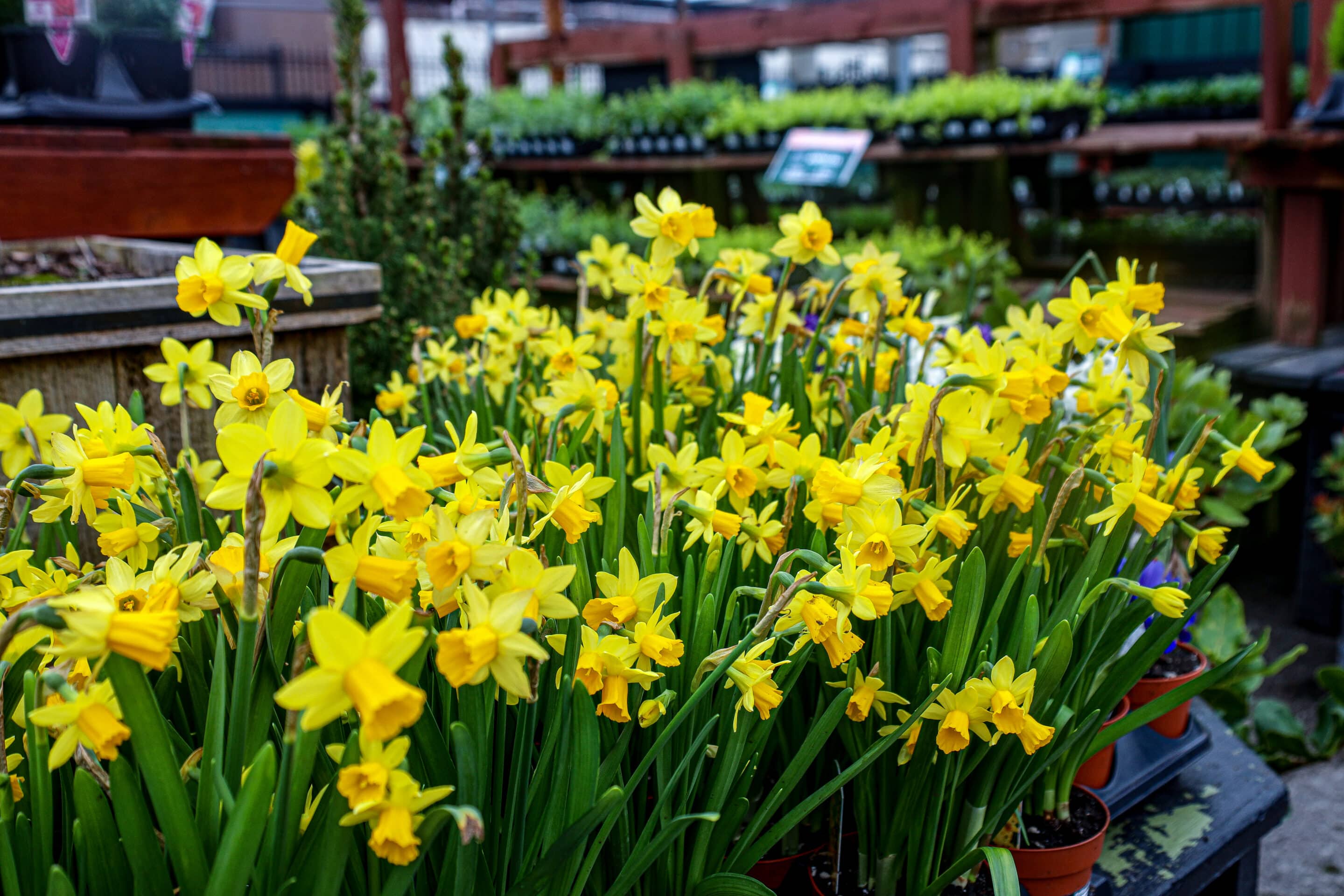 daffodils spring into action