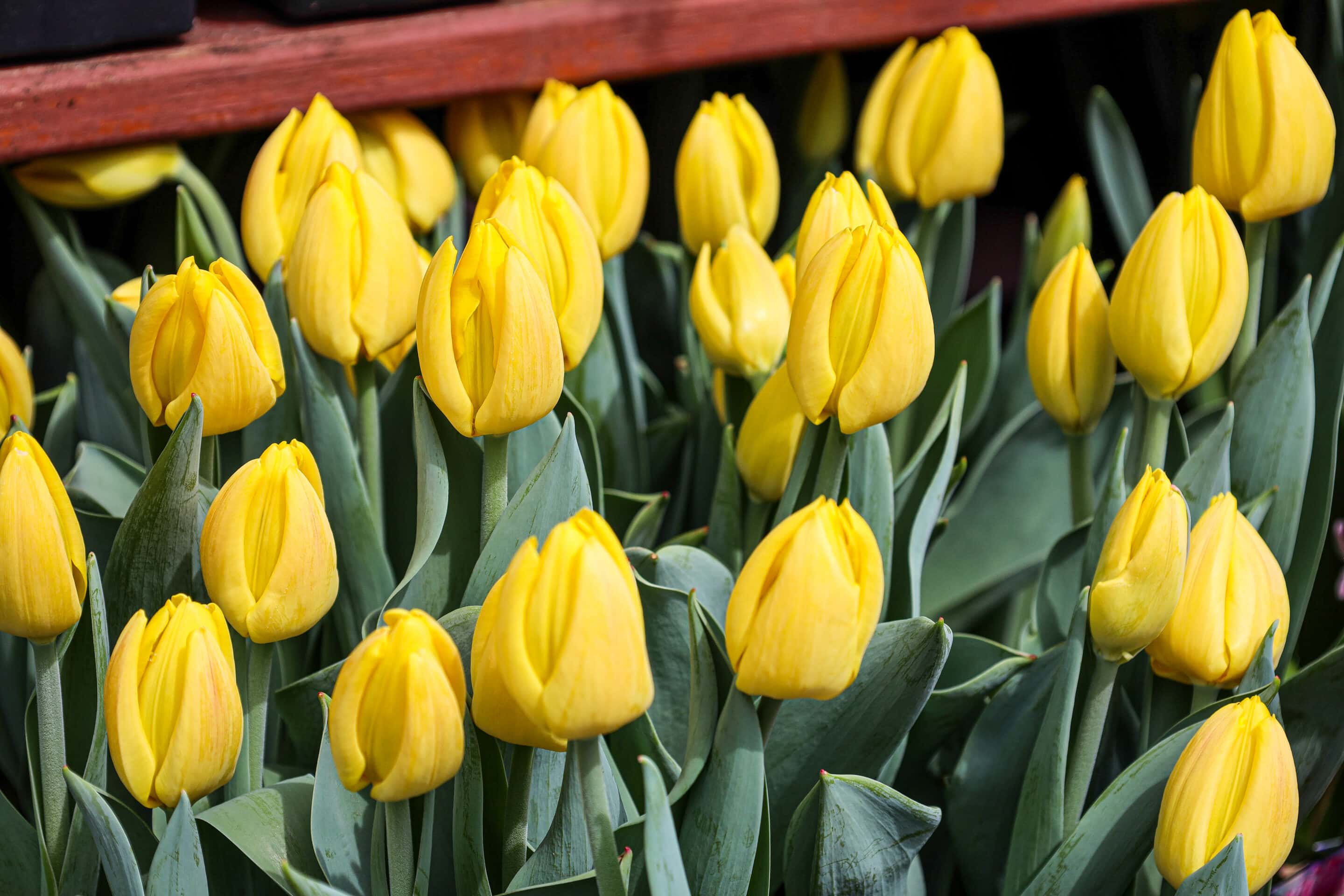 tulips rising to the occasion