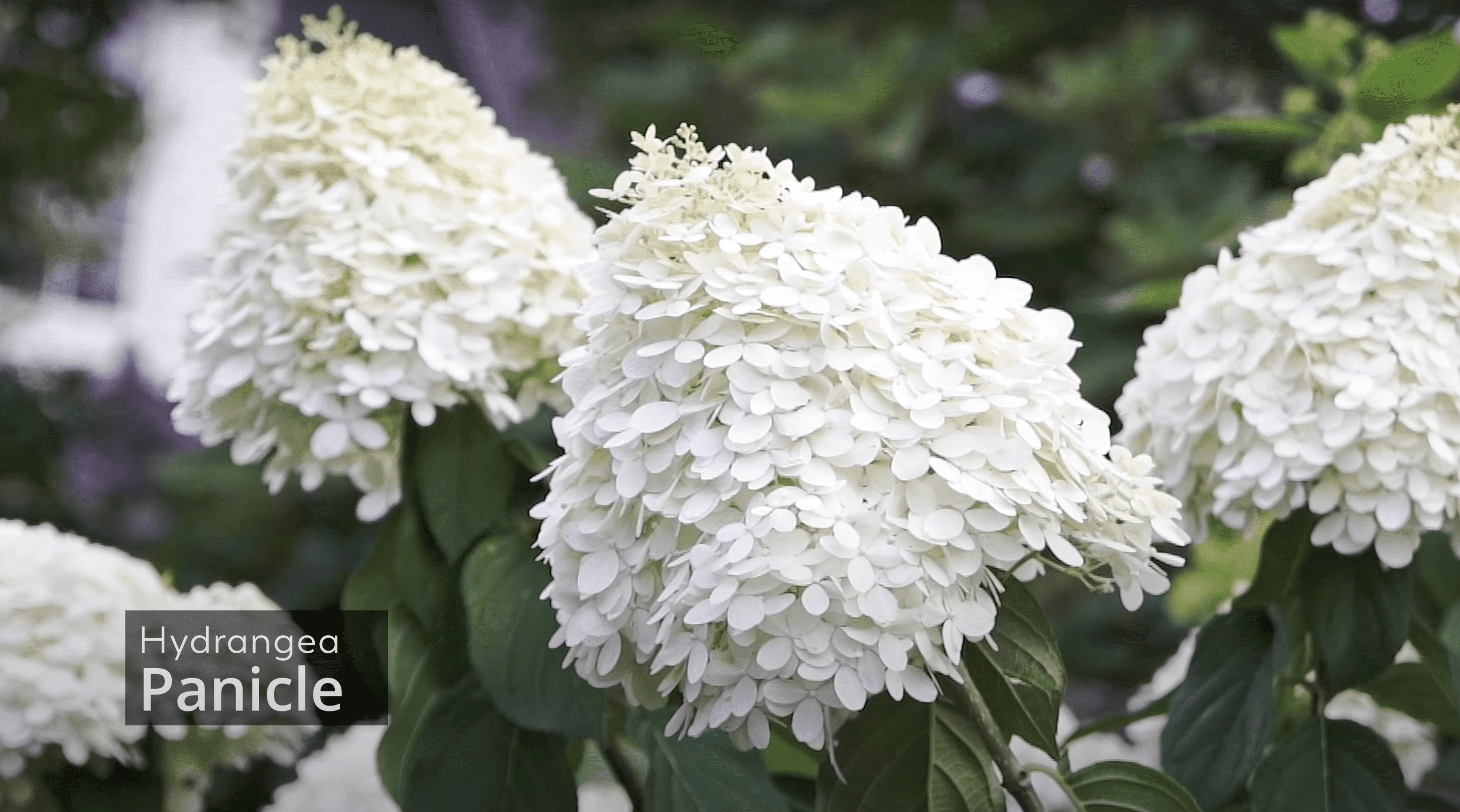 Screenshot 2024-03-27 at 9.03.14 AM