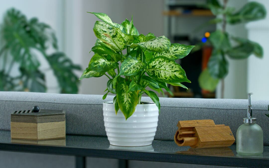 Top 5 Contenders for Brown Thumbs