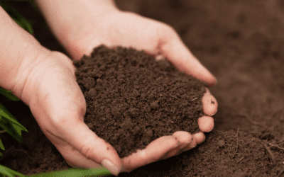 The Importance of Fertilization in Your Landscape