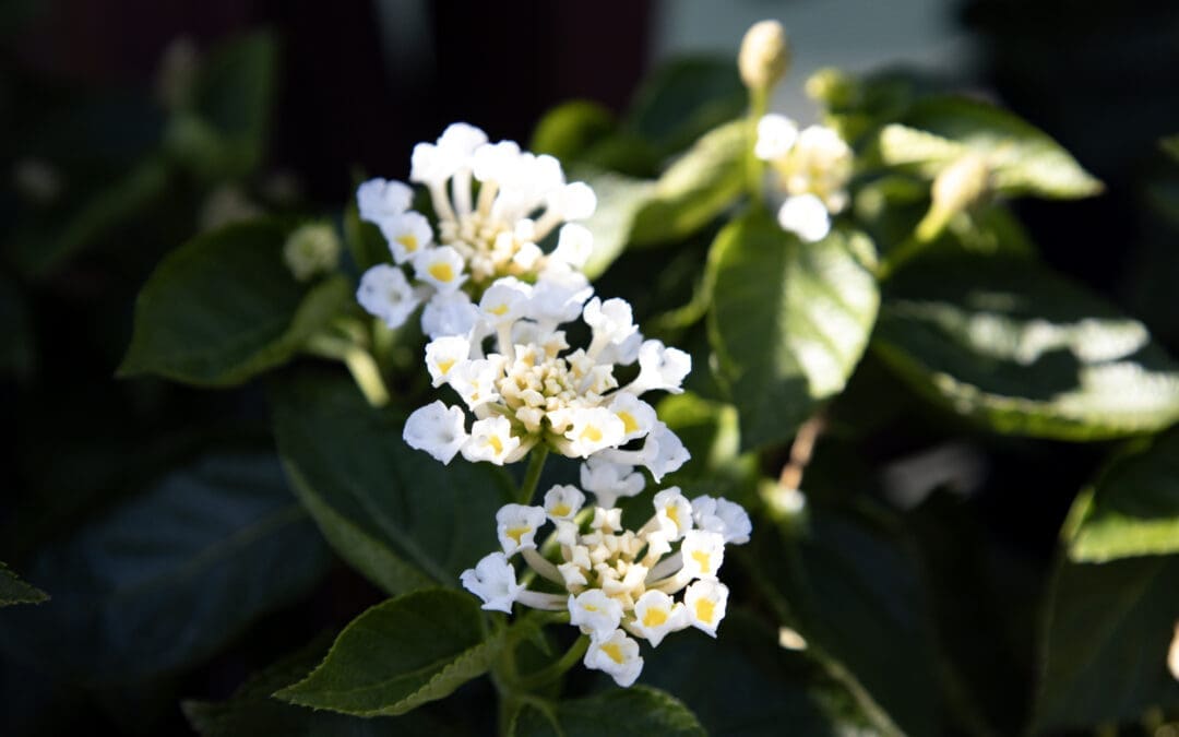 5 Sun-Loving Annuals for Middle Tennessee