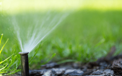 Watering During the Dormant Season