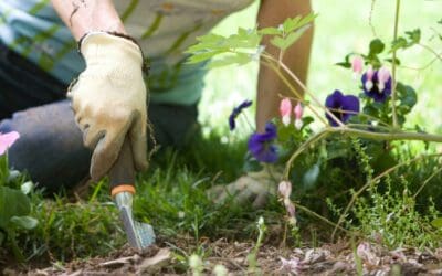 Managing Weeds in Your Landscape