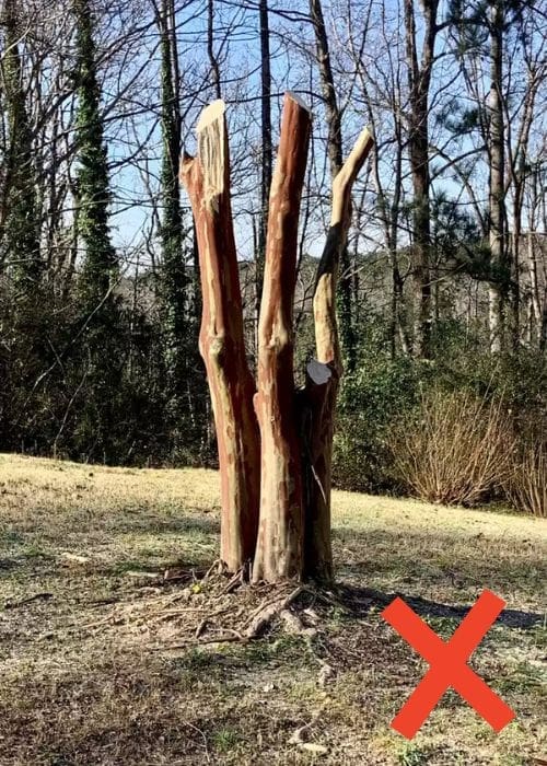 crepe myrtle chopped