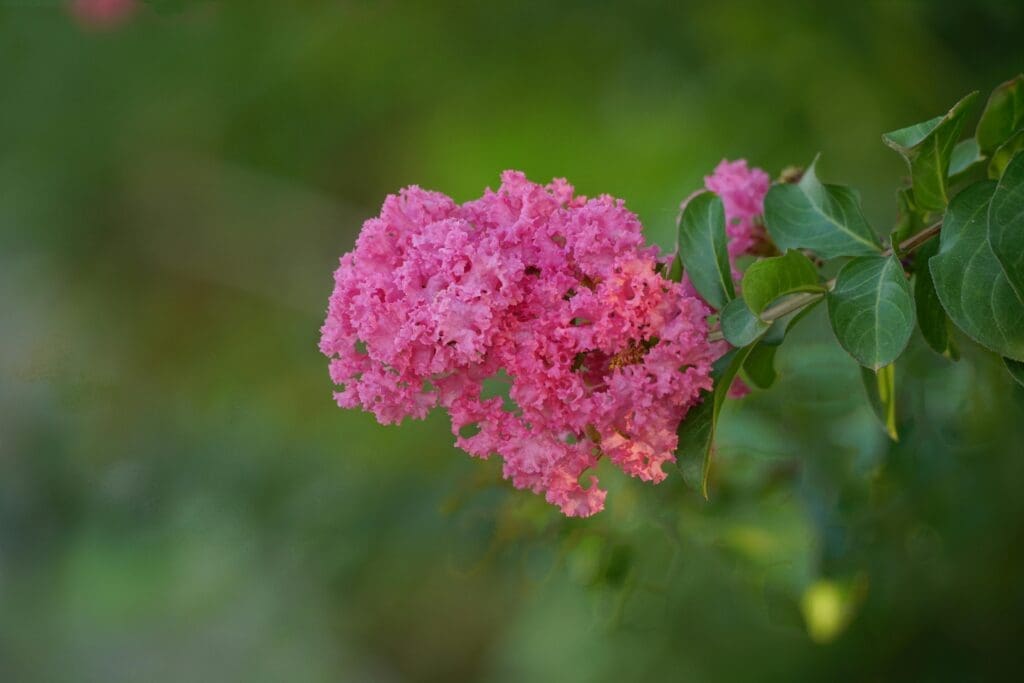 crepe myrtle flower