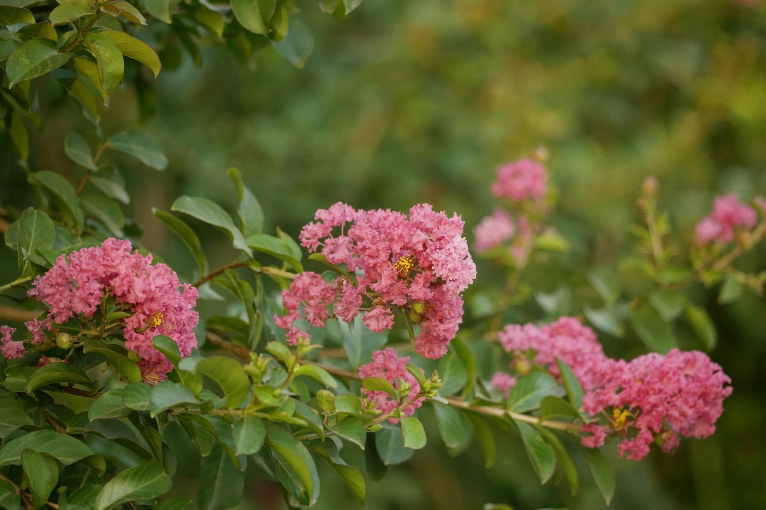 crepe myrtles