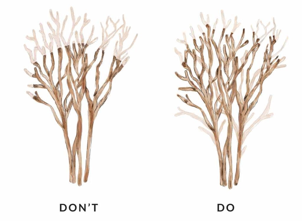 crepe myrtle pruning